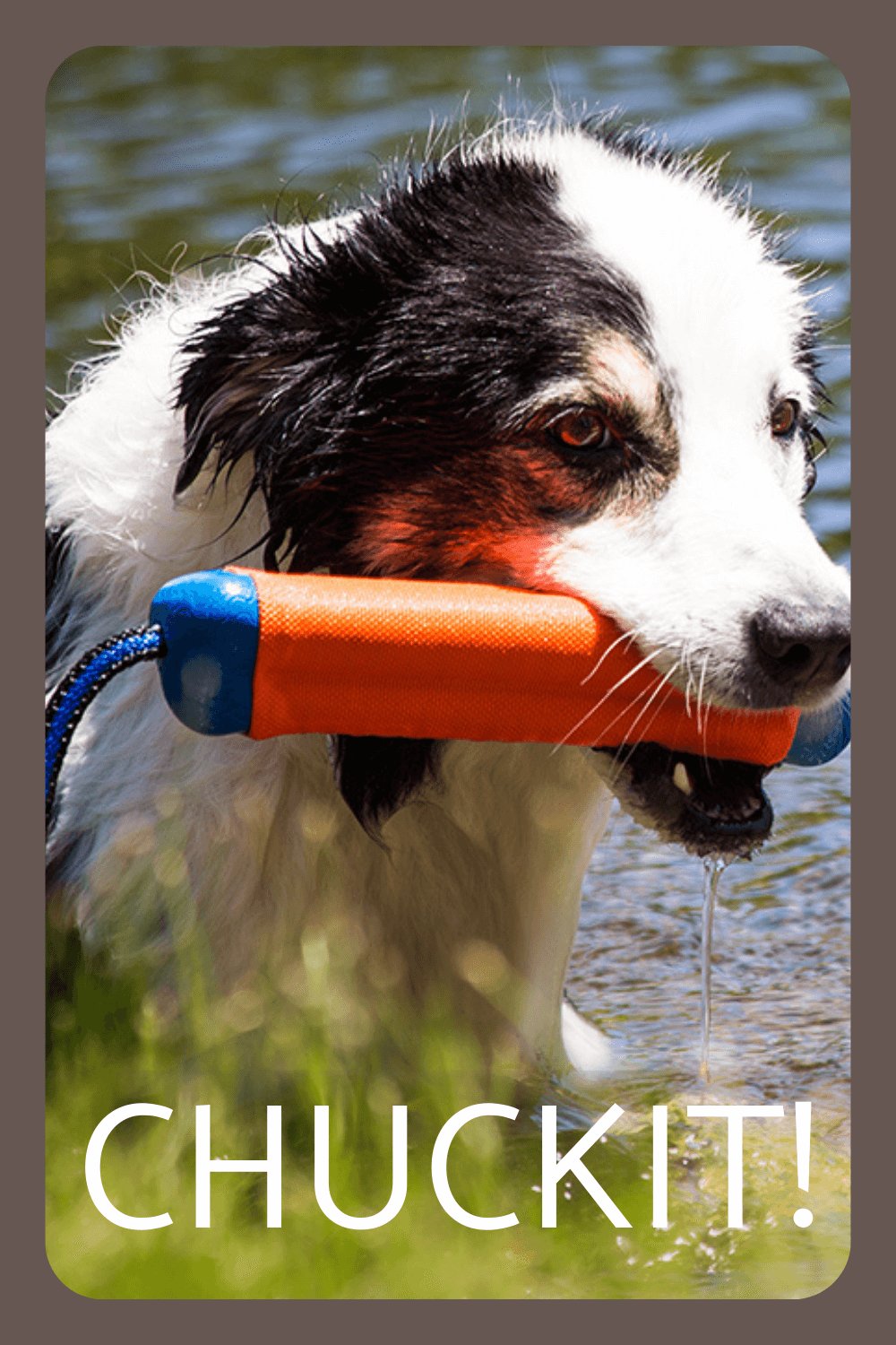 Chuckit fetch toys for dogs