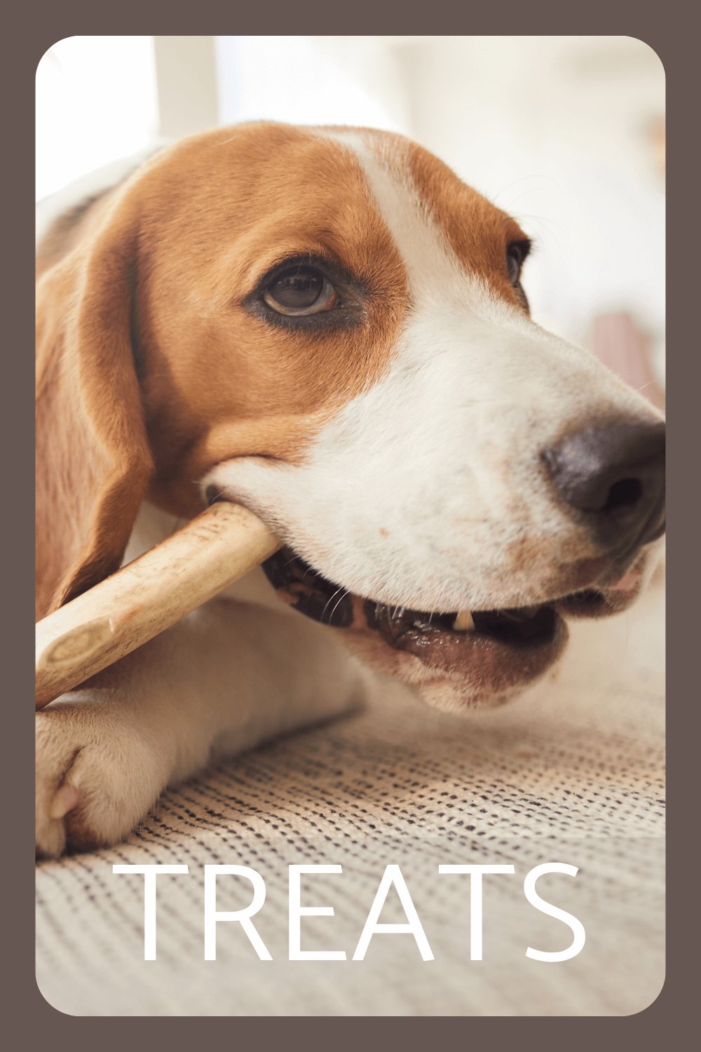 natural-dog-treats