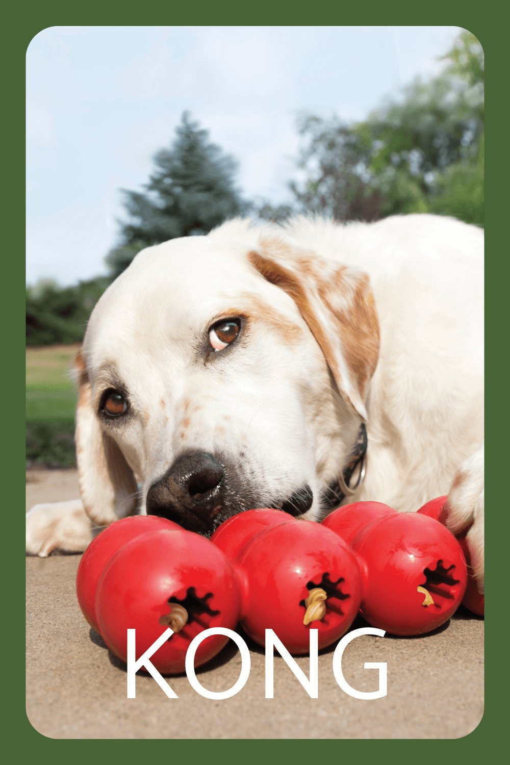 KONG dog toys