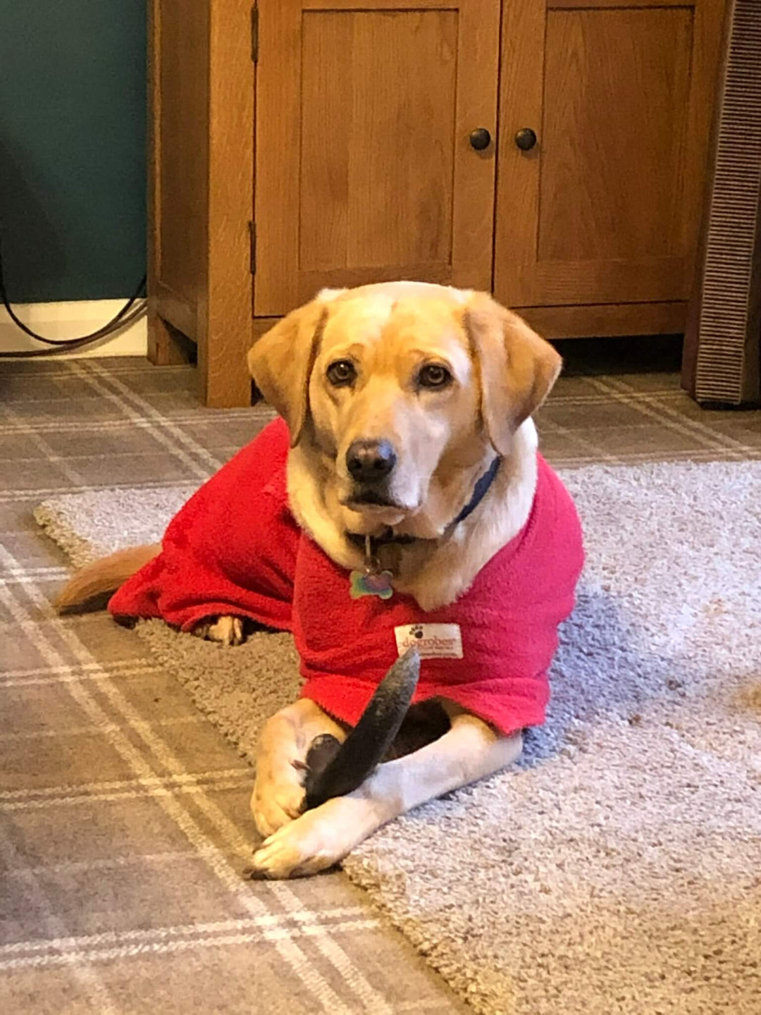 dog enjoying a chew treat