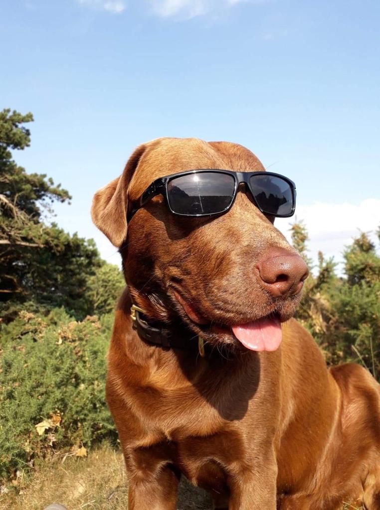 healthy dog with sunglasses