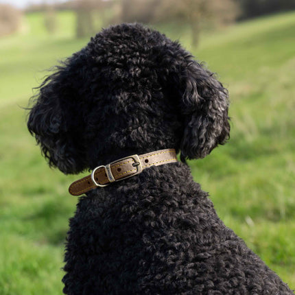 Ancol Timberwold Leather Collar
