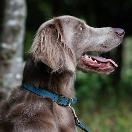 Ancol Timberwold Leather Collar