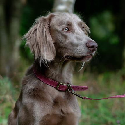 Ancol Timberwold Leather Collar