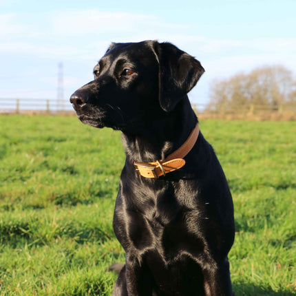 Ancol Timberwold Leather Collar
