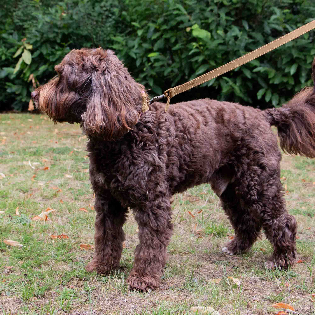 Timberwolf Leather Lead