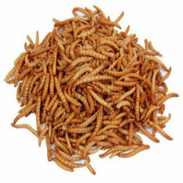 Mealworms