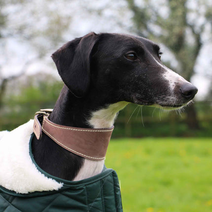 Timberwolf Whippet Leather Collar