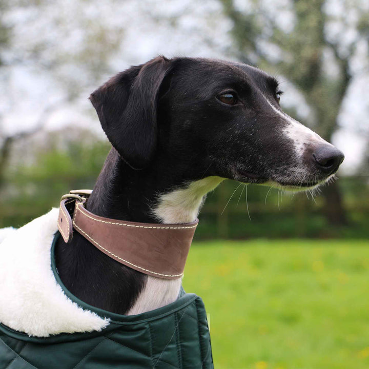 Timberwolf Whippet Leather Collar