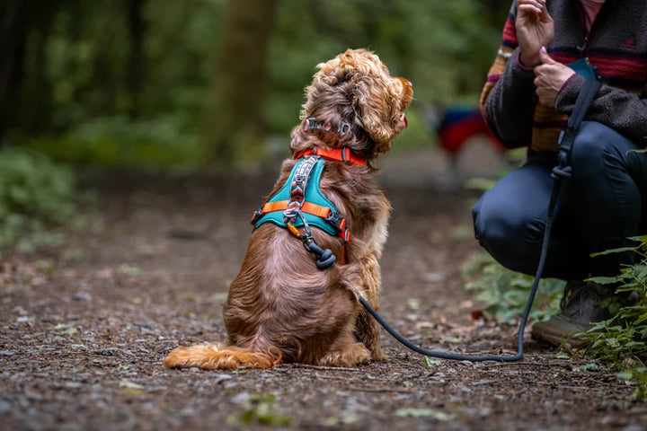 Fell Dog Nevis Dog Harness