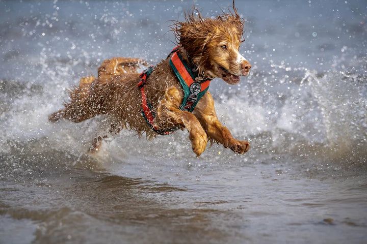 Fell Dog Nevis Dog Harness