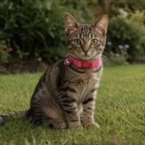Ancol Kitten Collar