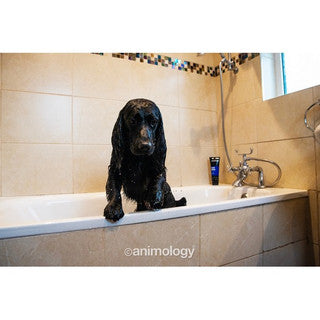 Animology Top Dog Dog Conditioner