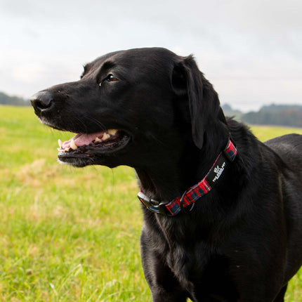 The Soho Collection Tartan Collar