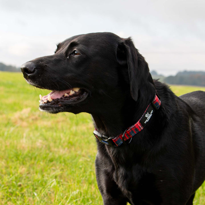 The Soho Collection Tartan Collar