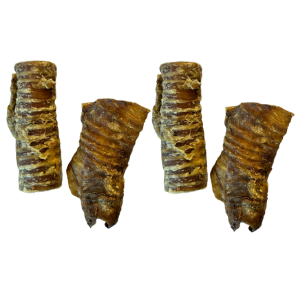 Buffalo Trachea