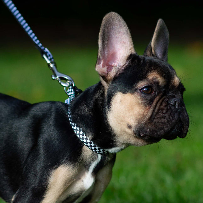 Checkerboard Collar