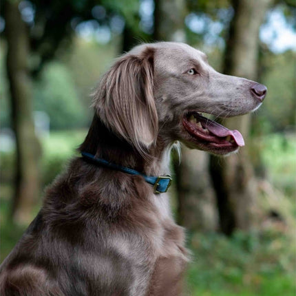 Timberwolf Round Collar