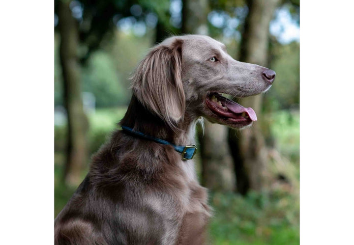 Timberwolf Round Collar