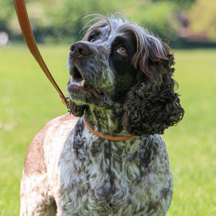 Timberwolf Round Collar