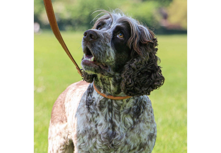 Timberwolf Round Collar