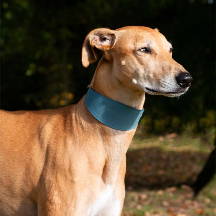 Timberwolf Whippet Leather Collar