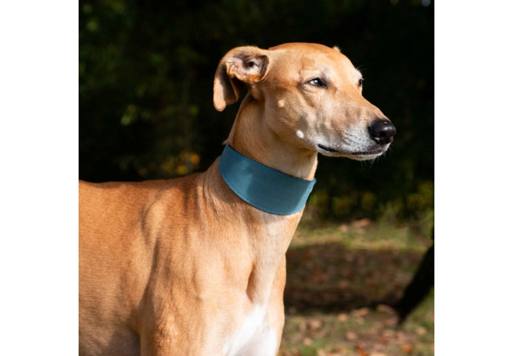 Timberwolf Whippet Leather Collar