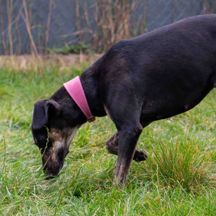 Timberwolf Whippet Leather Collar