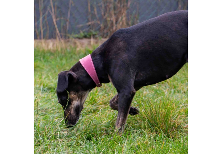 Timberwolf Whippet Leather Collar