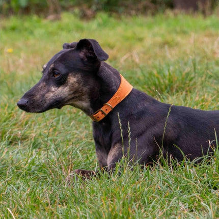 Timberwolf Whippet Leather Collar