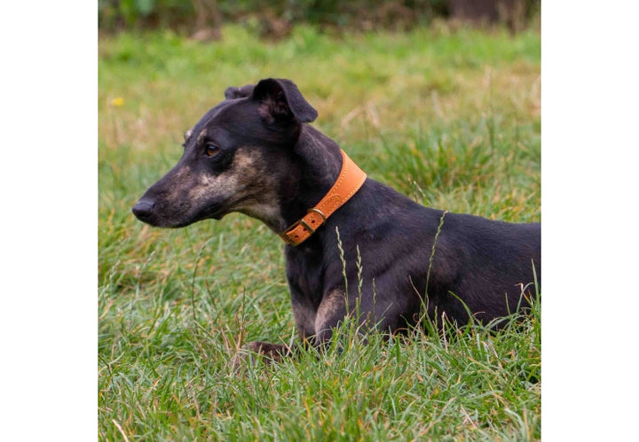 Timberwolf Whippet Leather Collar