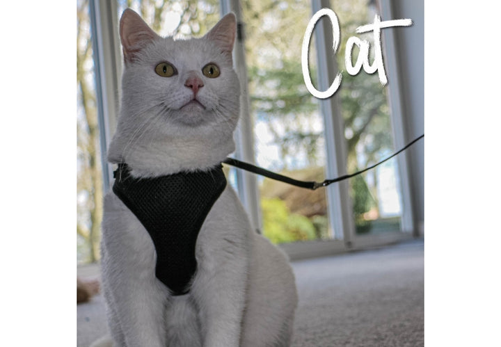 Ancol Cat Harness and Lead Set
