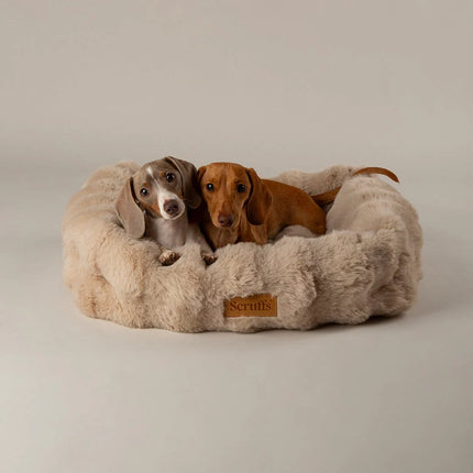 Scruffs Alpine Box Bed Champagne