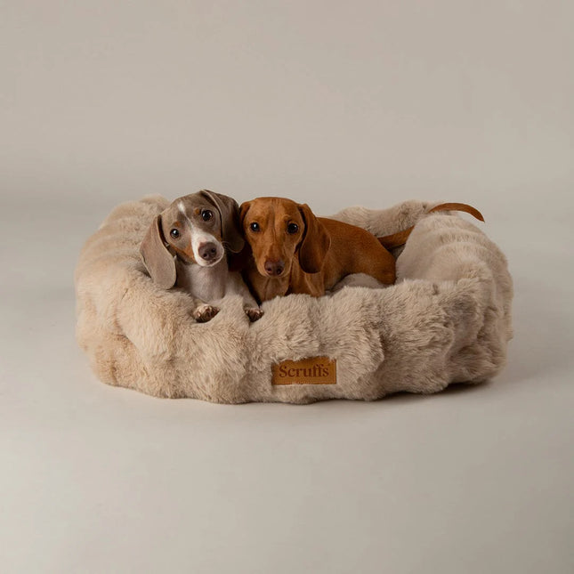 Scruffs Alpine Box Bed Champagne