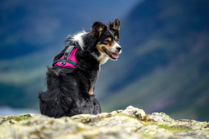 Fell Dog Nevis Dog Harness