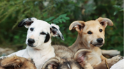<h2>Join our pack!</h2>