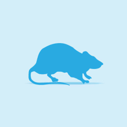 Monkfield Rats