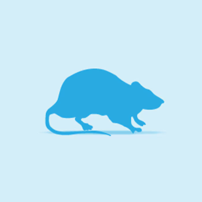 Monkfield Rats