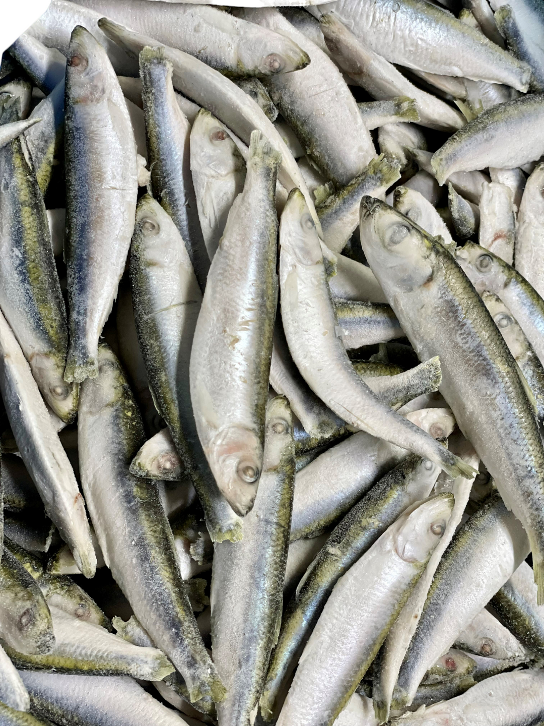 Dougie's Frozen Whole Sprats 1 kg