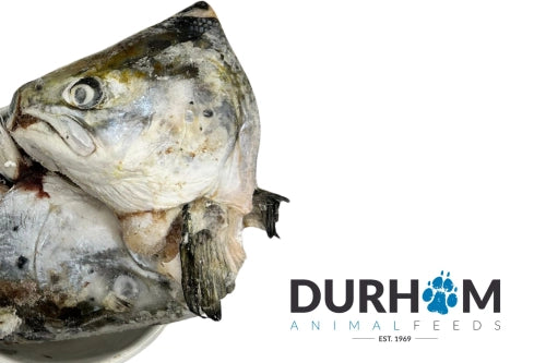 DAF Salmon Heads