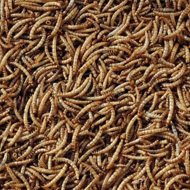 Dried Calciworms
