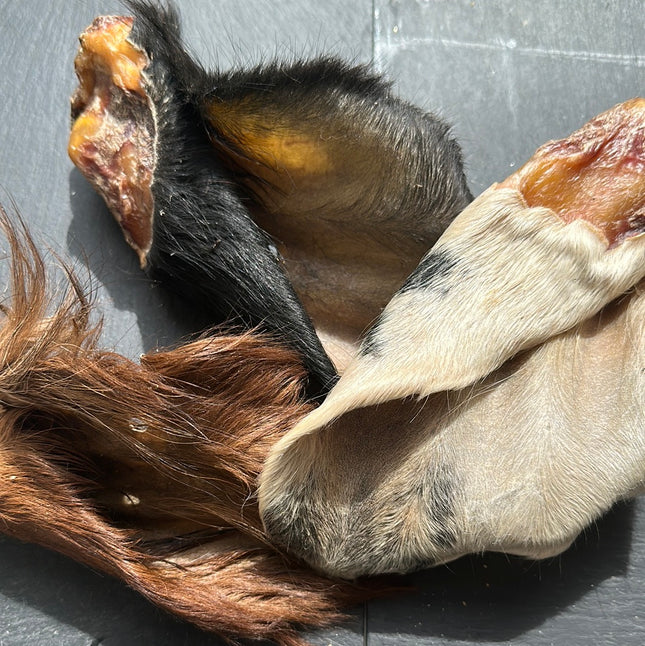 Cows Ears Hairy