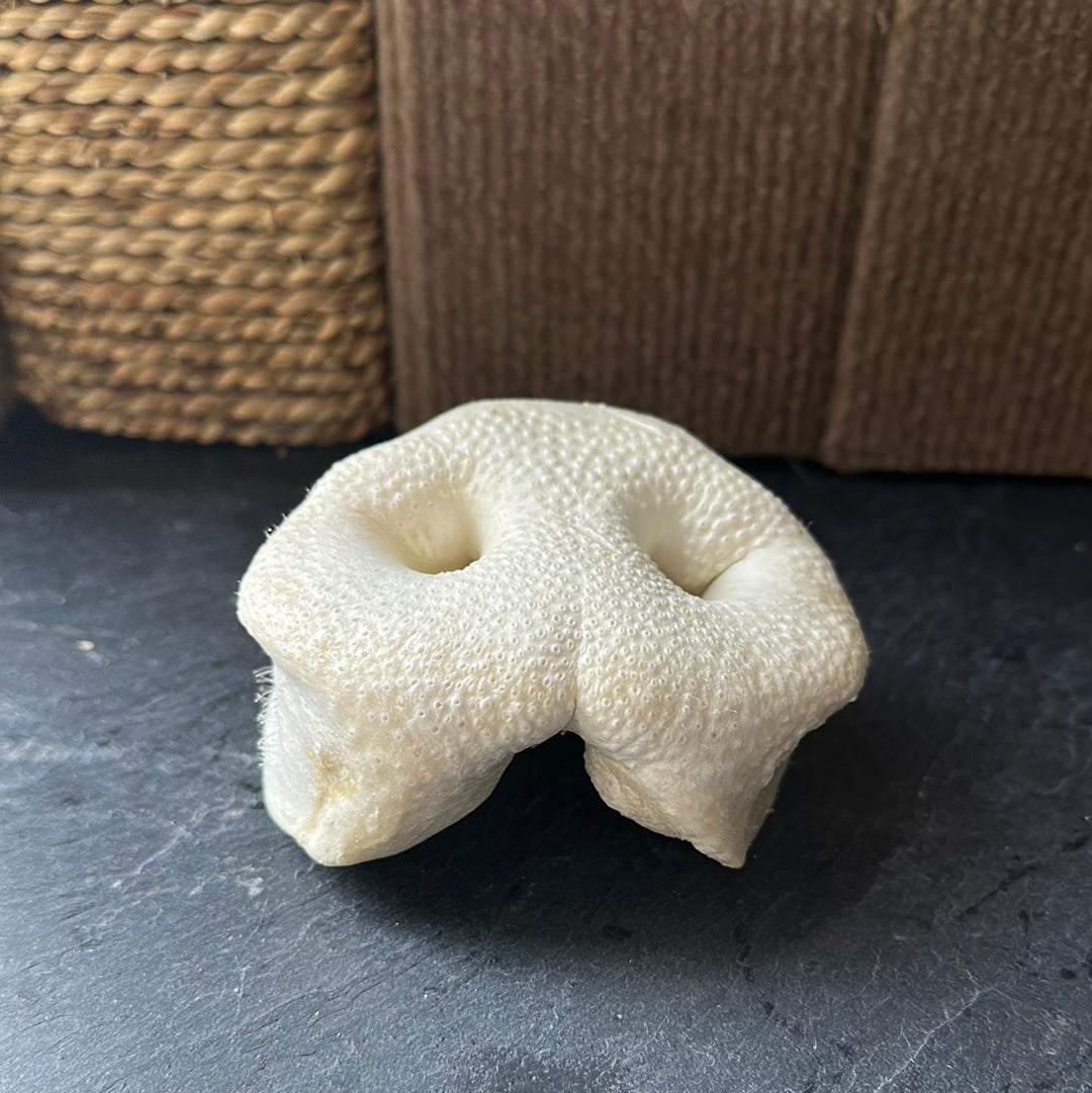 Puffed Pigs Snout Dog Treat