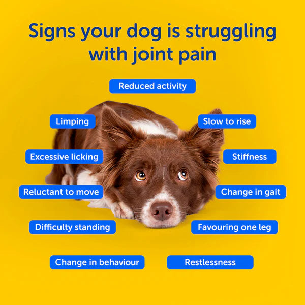 Zooomy Hyaluronic Acid Joint Care for Dogs